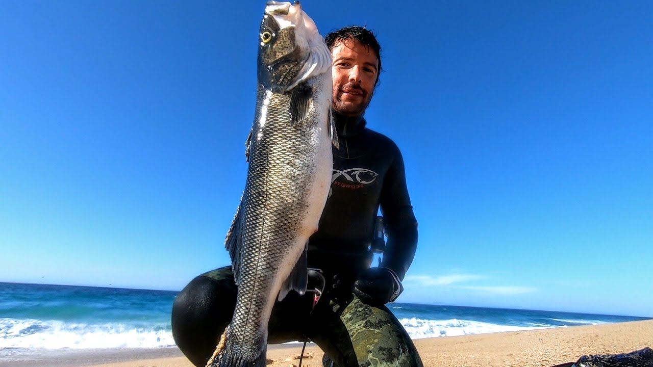 Robalos e Douradas (Outono 2020) / Sea Bass & Gilthead Sea Bream (Autumn 2020)