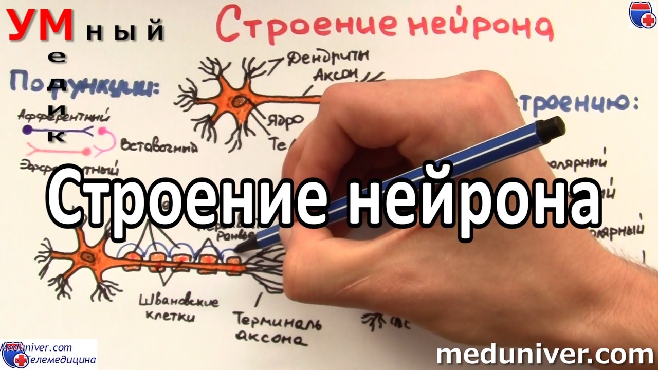 Строение нейрона - meduniver.com