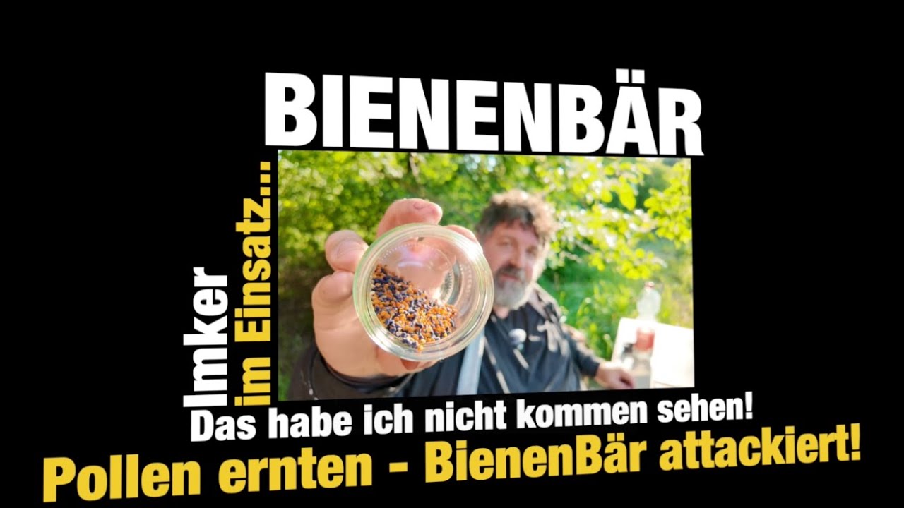 Bienenbär attackiert! Pollen ernten mit der Pollenfalle #bees #dadant #imkern
