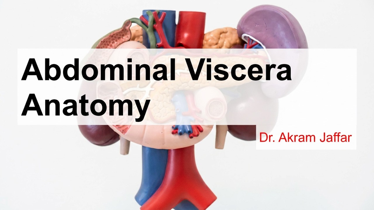 Gross anatomy of upper abdominal viscera