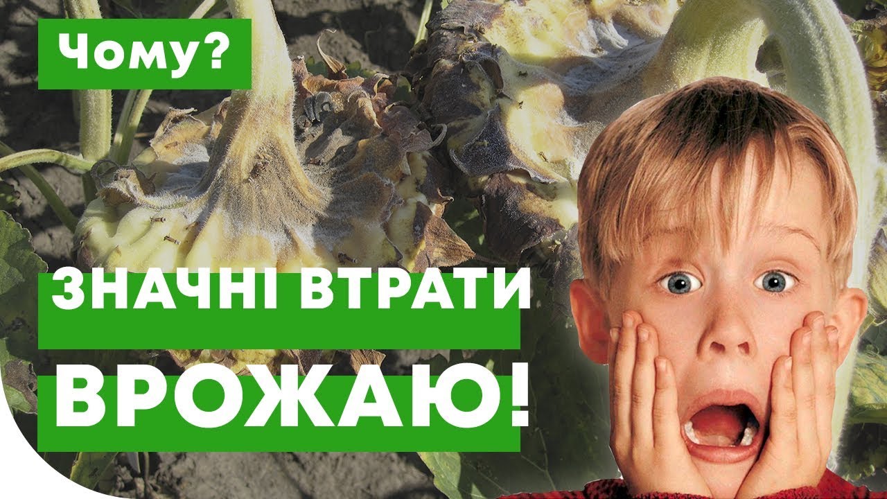Альтернаріоз на соняшнику - це дуже страшно?
