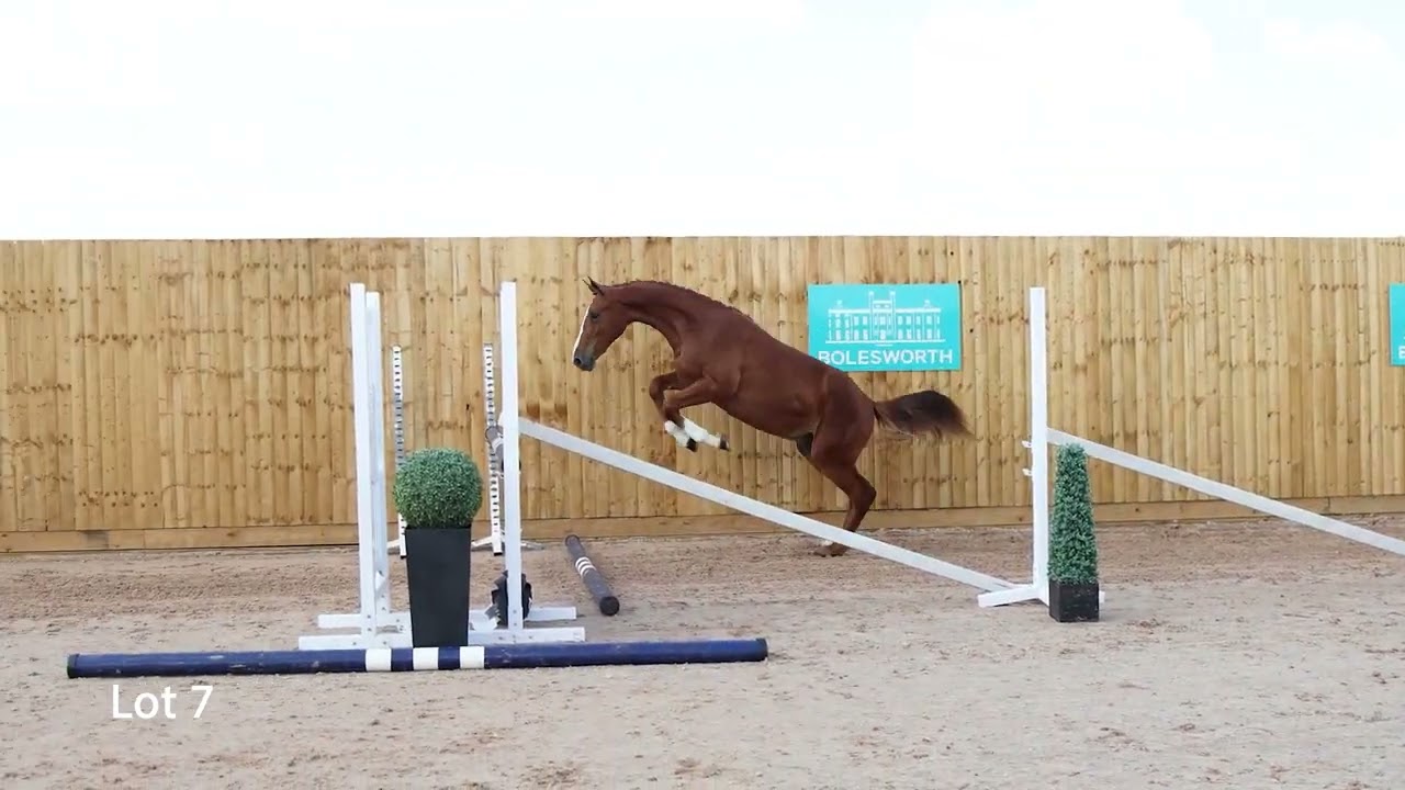 Lot 7 - Alasca Z - Bolesworth Elite Auction 2025