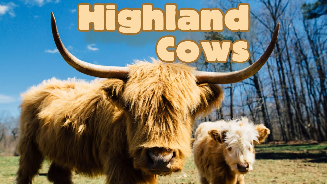Highland Cows! Animal Science for Kids #highlandcow #wildlifeeducation #animalsforkids