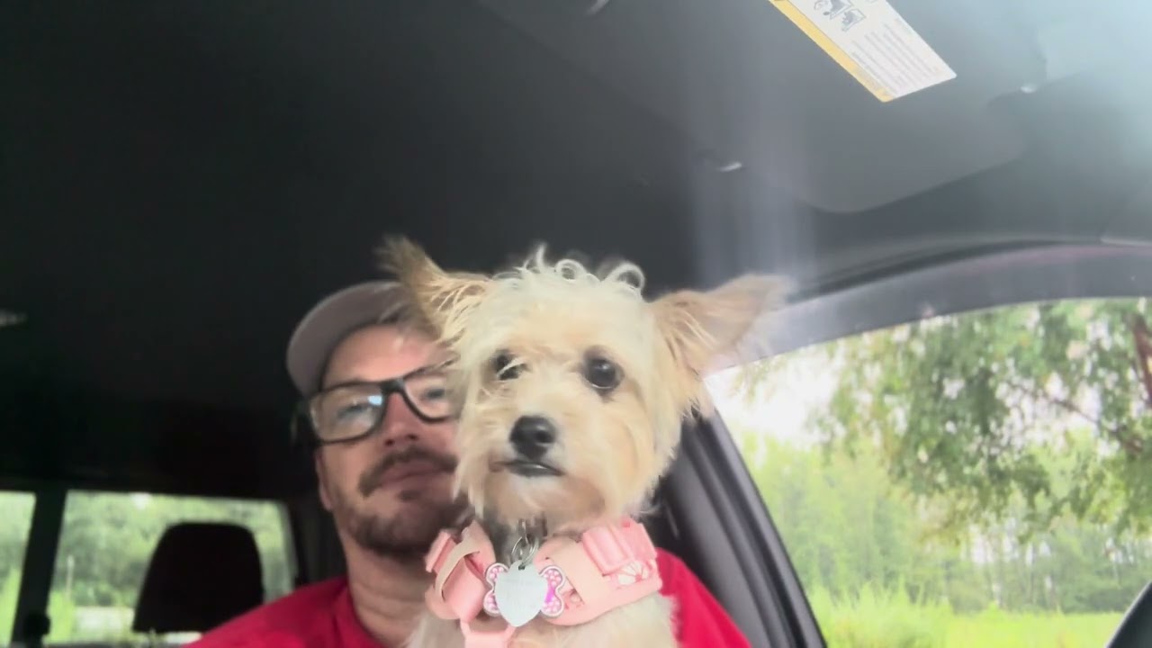 Taking the dog to the vet and fixing our internet!
