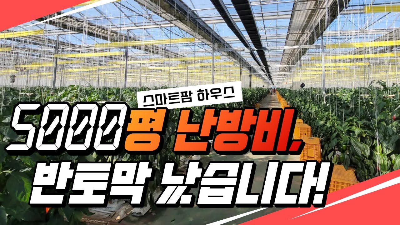 5000평 파프리카 하우스, 난방비 80% 절감! 대형 스마트팜 난방기의 비밀