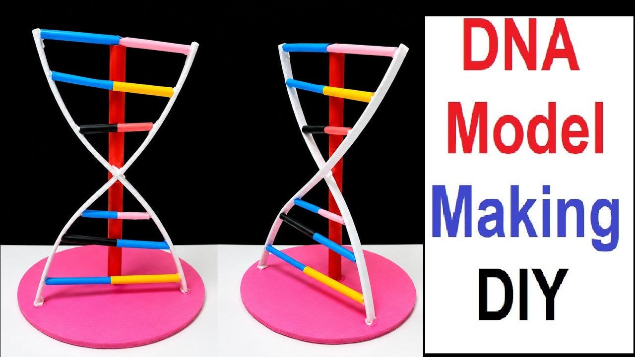 dna model making using cardboard and paper - dna structure - science project for exhibition