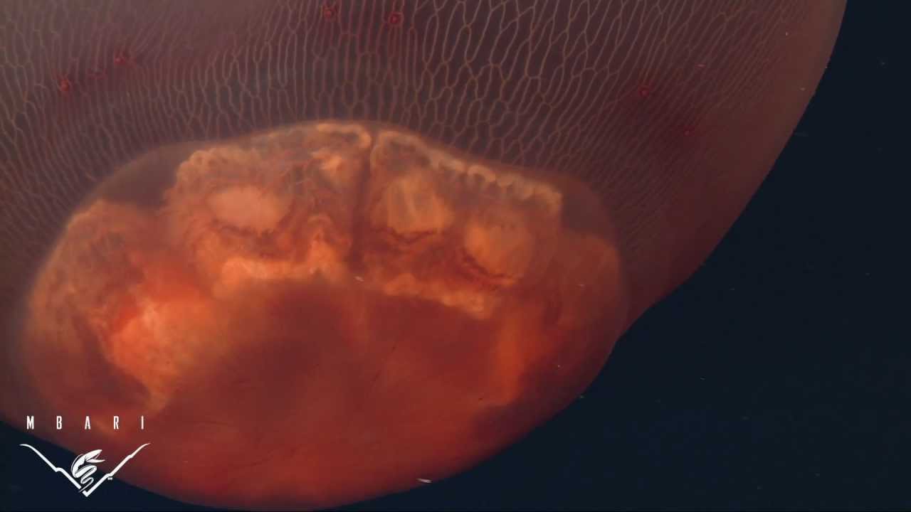The scyphomedusa Deepstaria