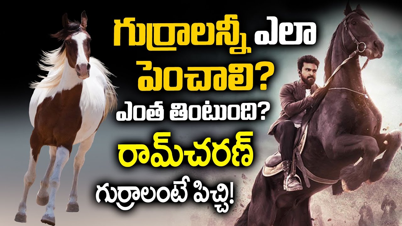 How To Train Horses | Ramcharan And Horses Love  | Latest Telugu Interview #stv