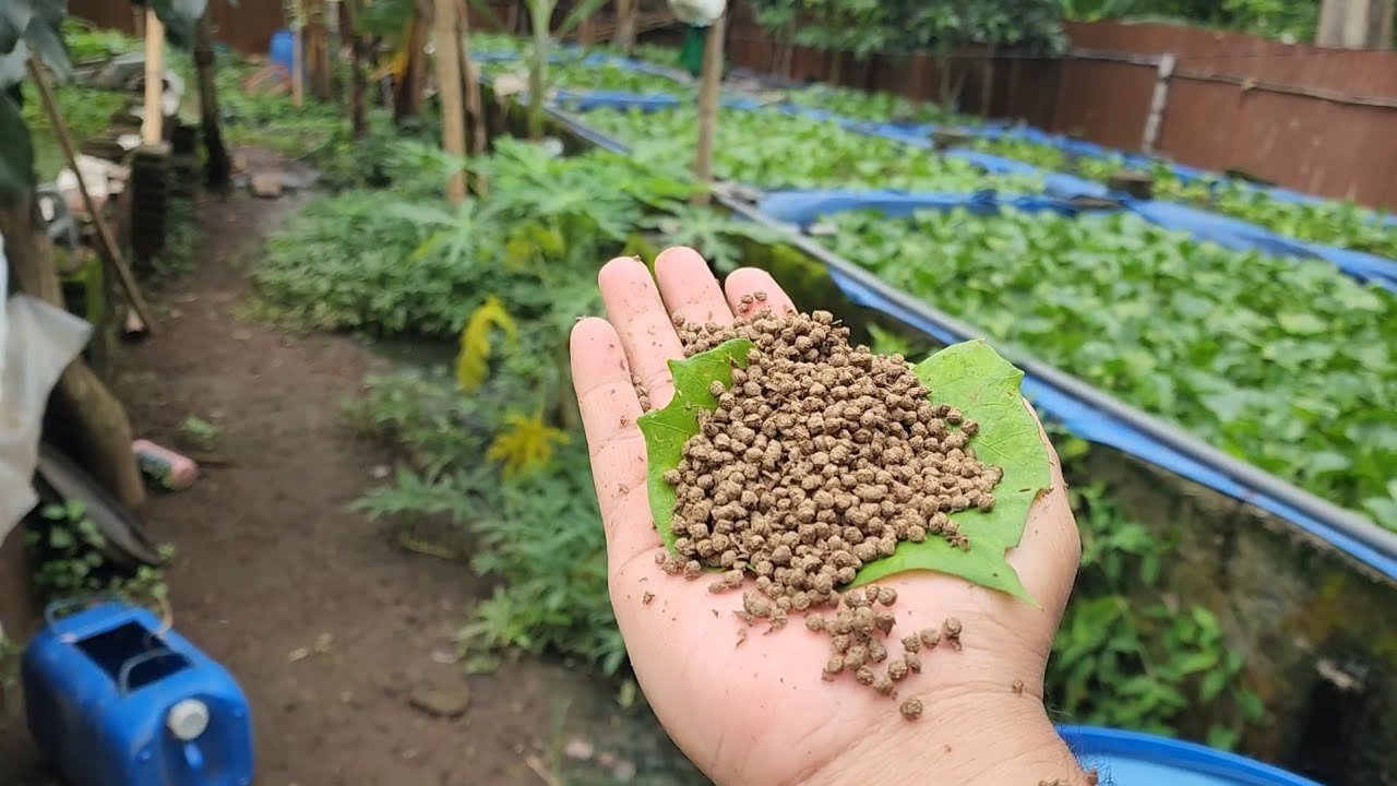 Viral Mesin Cetak Pelet Pakan Ikan Apung Produk Lokal Mesin Extruder 1 Penggerak Disel Tanpa Listrik