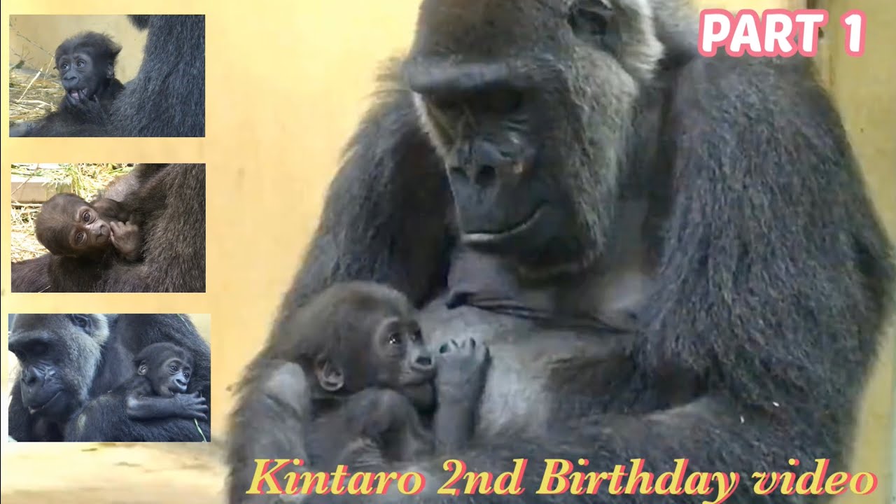 2歳の誕生日記念！キンタロウの成長記録 １⭐️ゴリラ Gorilla【京都市動物園】2nd birthday commemoration! Kintaro's Growth Record Part 1