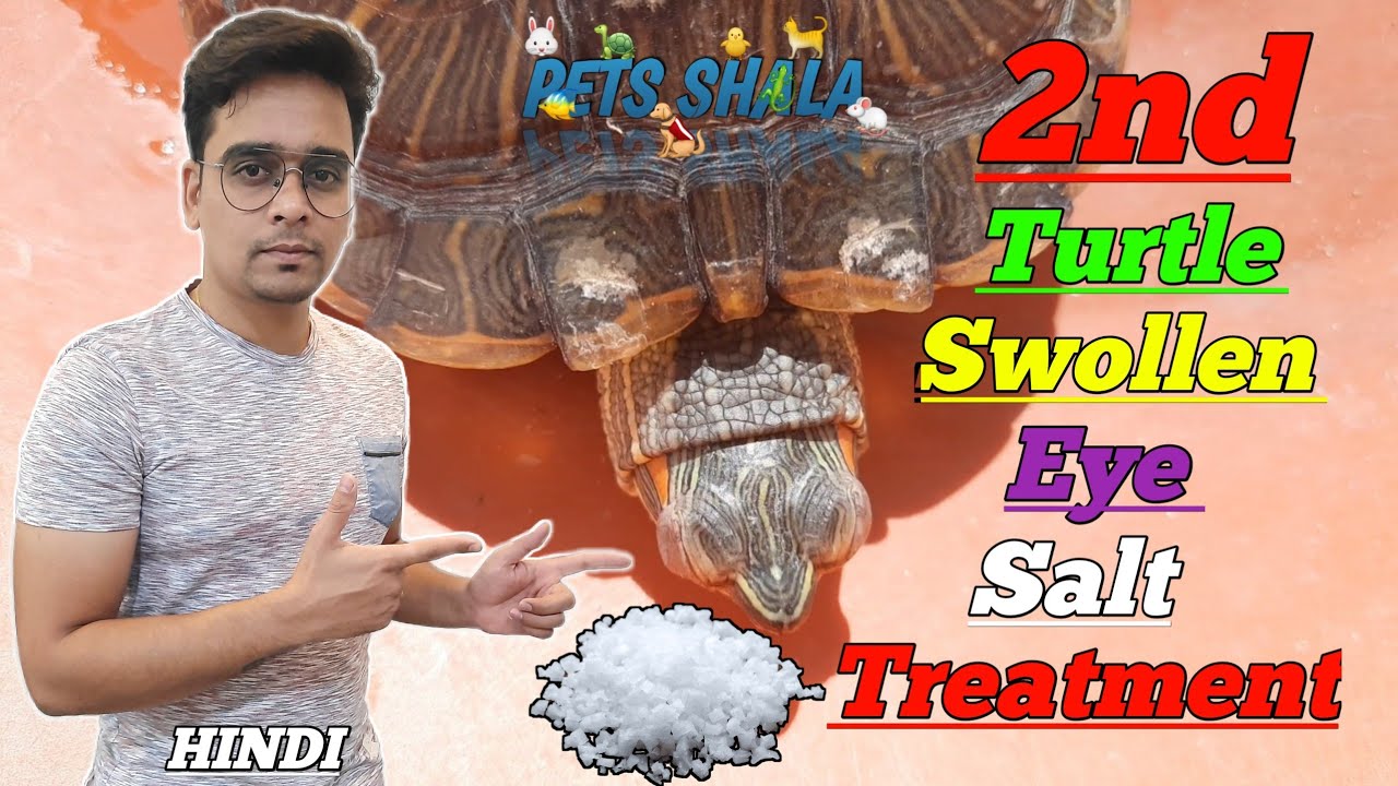 turtle swollen eye treatment hindi | salt treatment | 2nd swollen eyes treatment