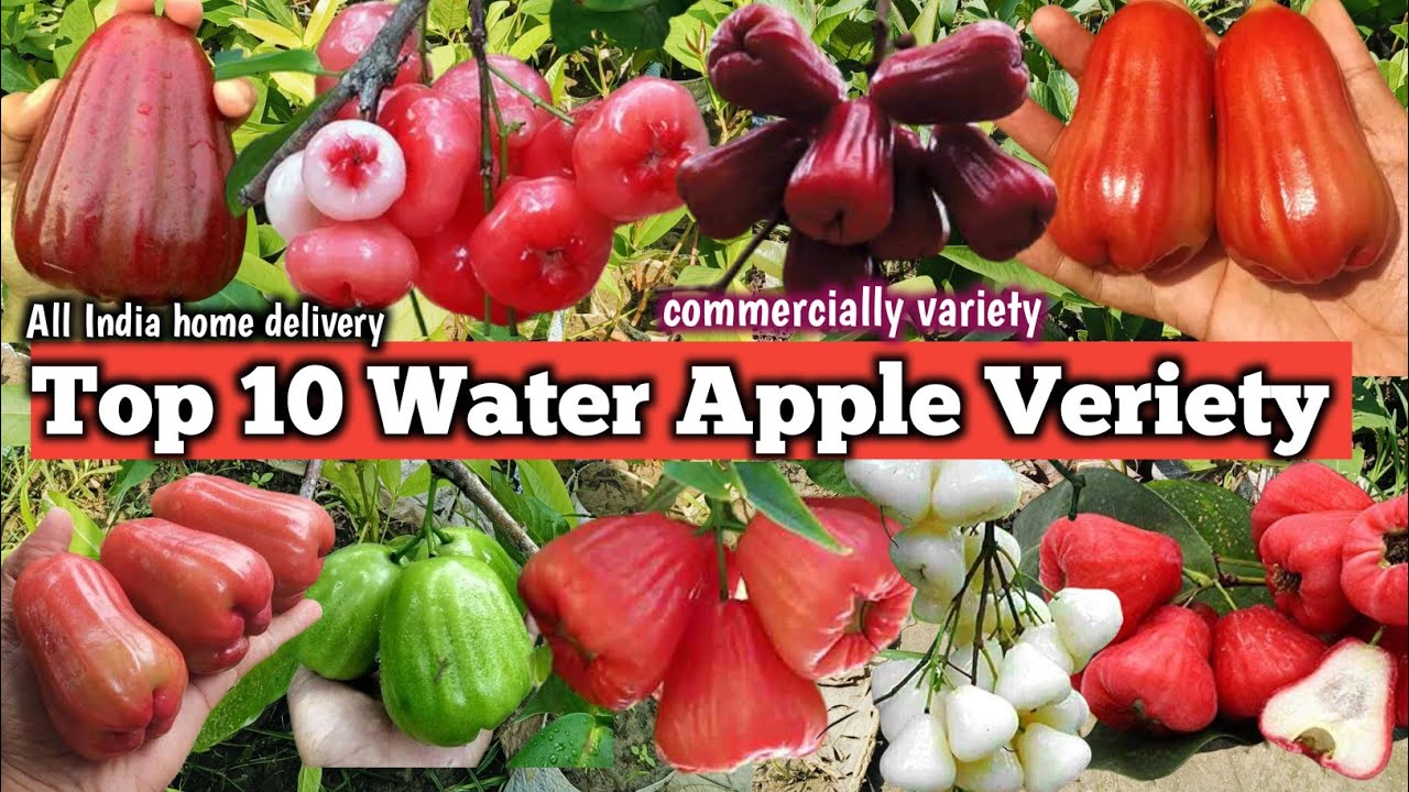 Top 10 Water Apple variety/जामरुल की शीर्ष 10 किस्म/All India Delivery/Coll 90623 49546