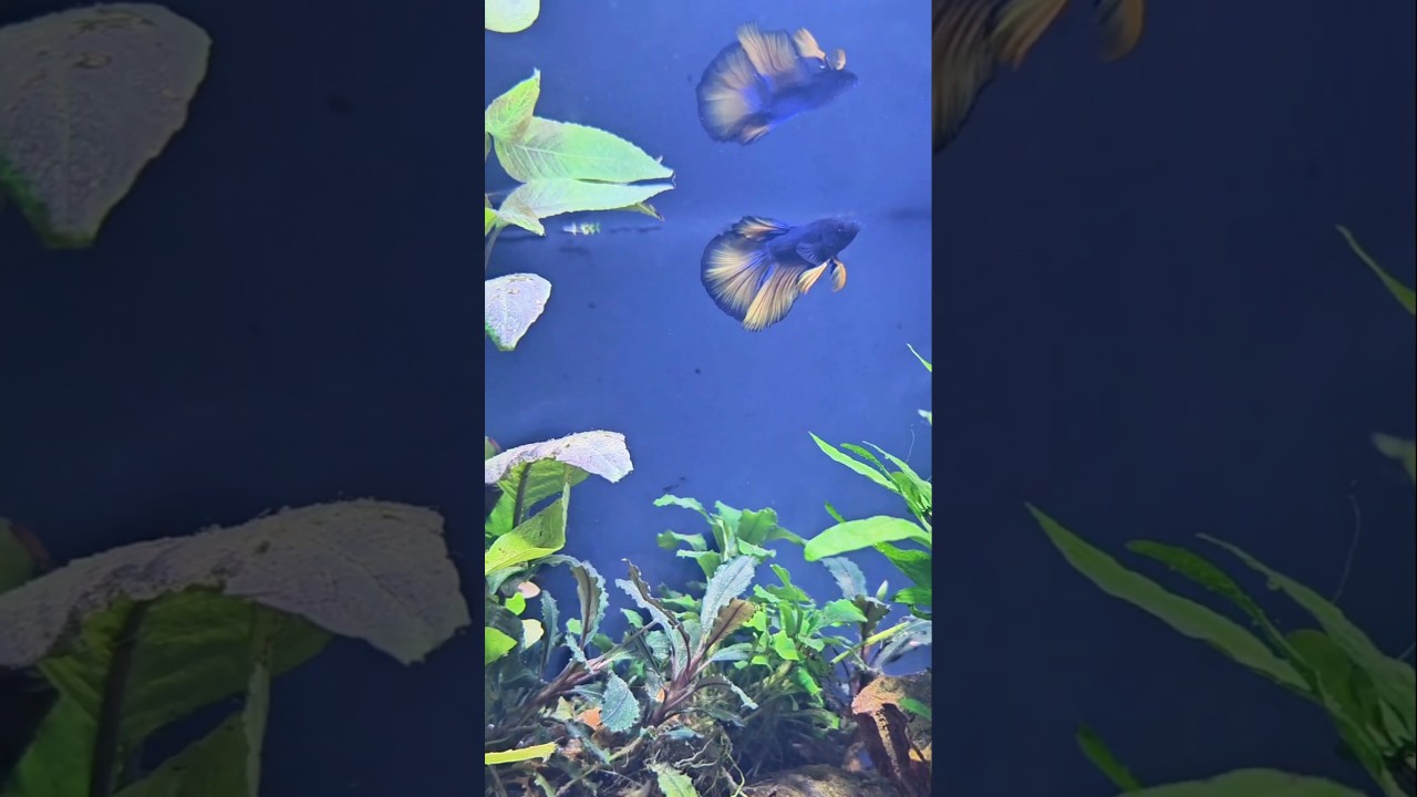 Lush underwater world &ndash; Betta with Raspora Galaxy & Harlequin in perfect harmony #plantedtank #Betta