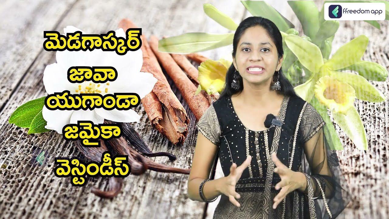Most Profitable Vanilla Farming Telugu - How To Start Vanilla Farming | వనిల్లా సాగు పూర్తి వివరాలు