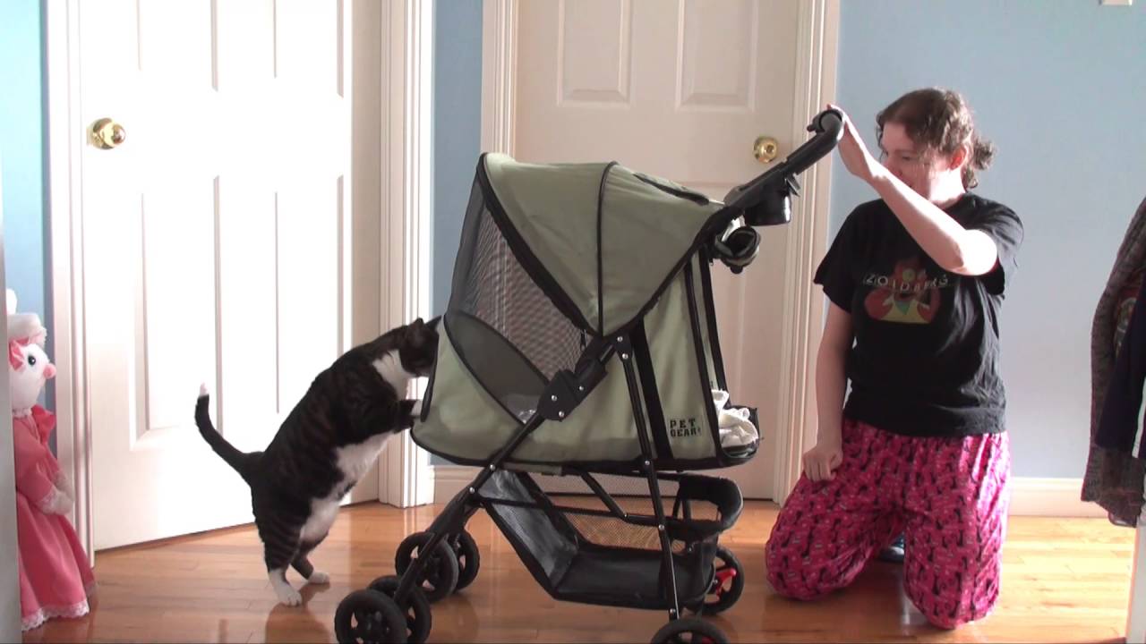 Cat's First Walk of the Season in His Stroller.