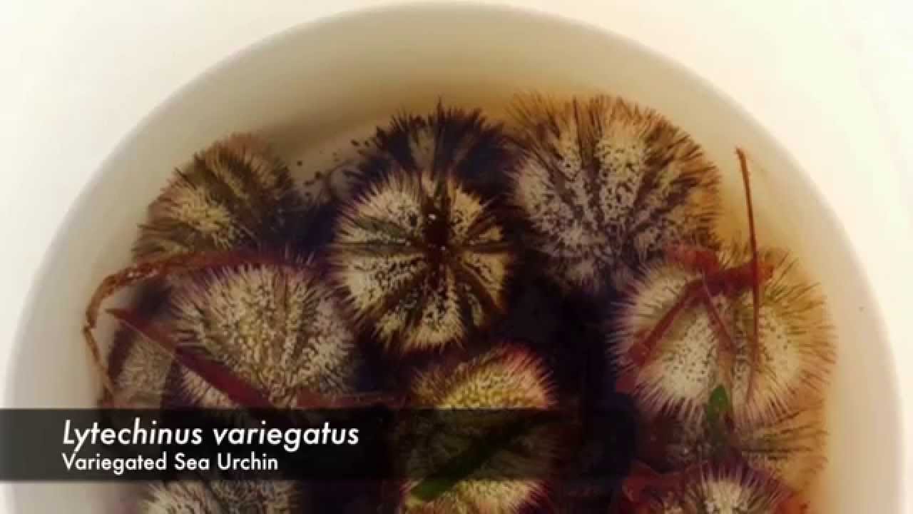 How to Spawn a Sea Urchin