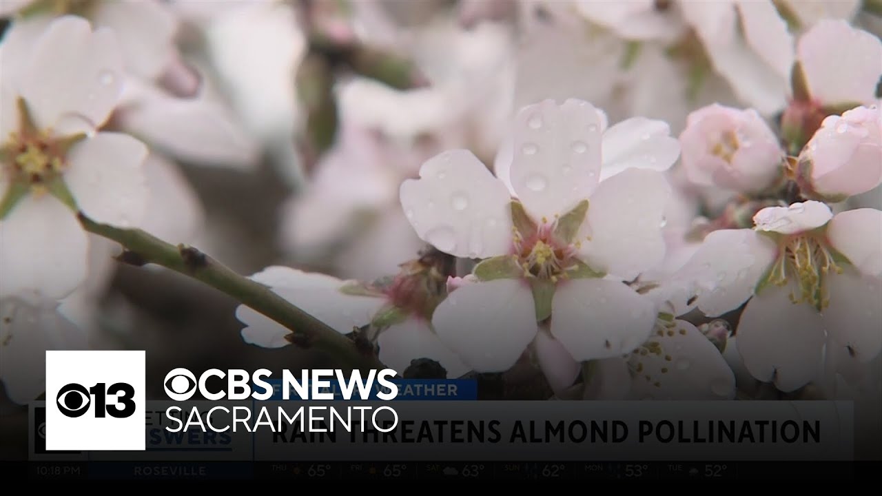 How rain affects almond pollination in Northern California