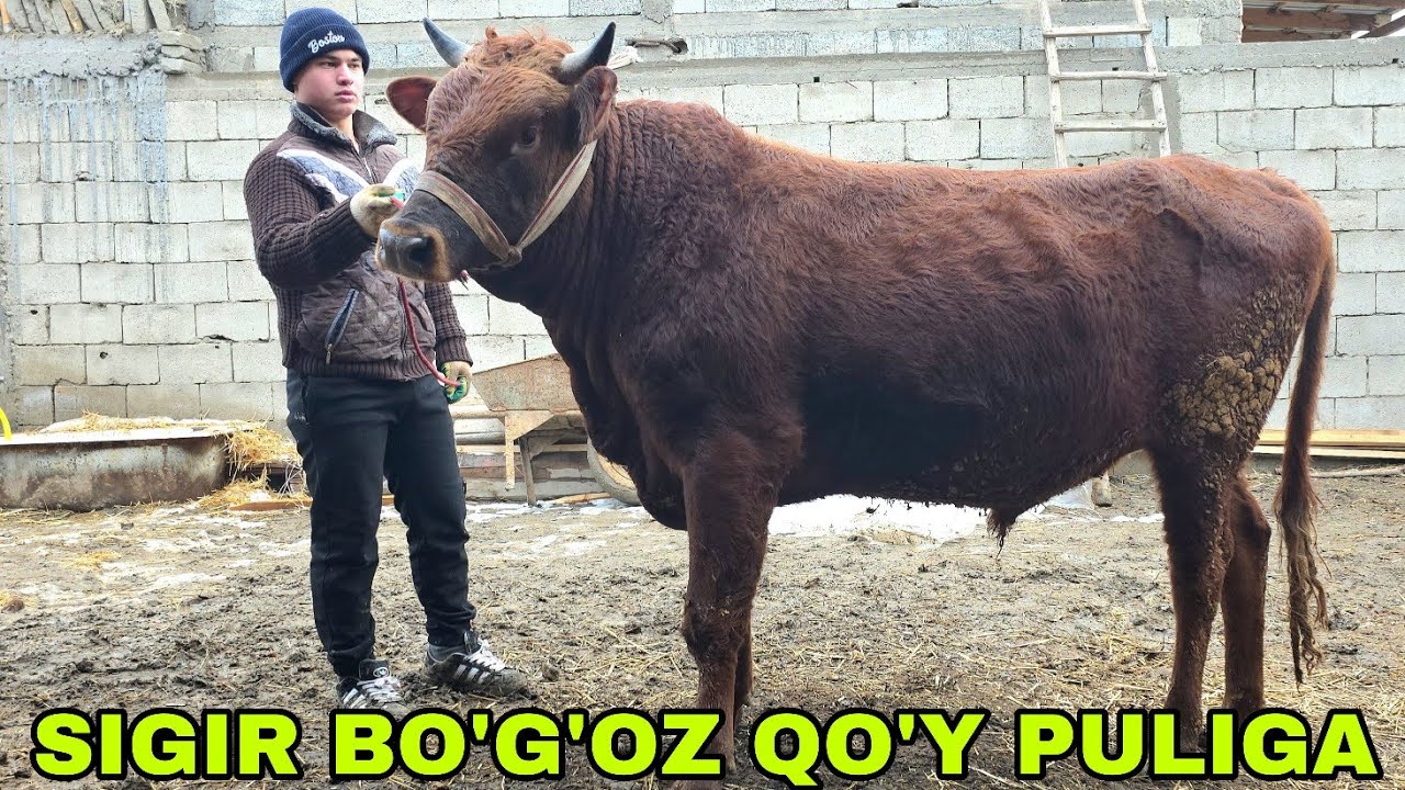 Jorabek akadan yangi partiya bo‘g‘oz mari va buqalar 24-yanvar, 2026