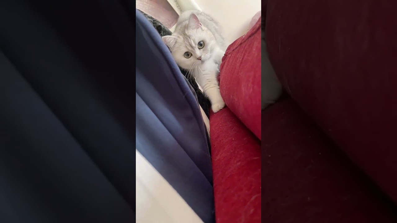 so cute #catbehavior #catcuriosity #cat #cute #catfailcompilation #funny #catfails #funnycat
