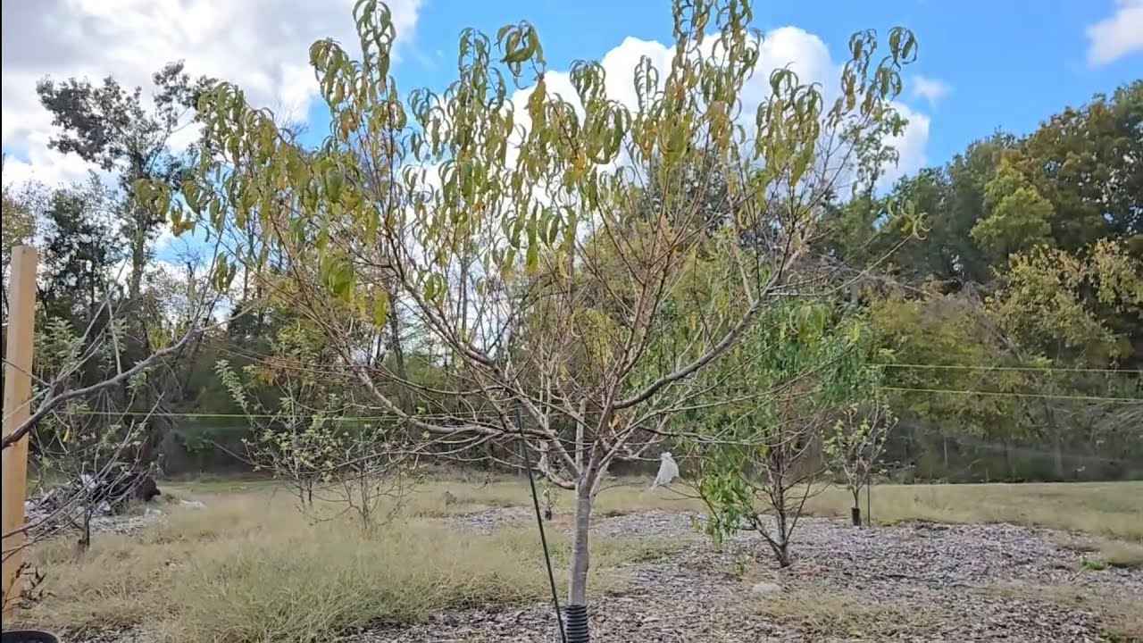 Fall orchard walk-through 