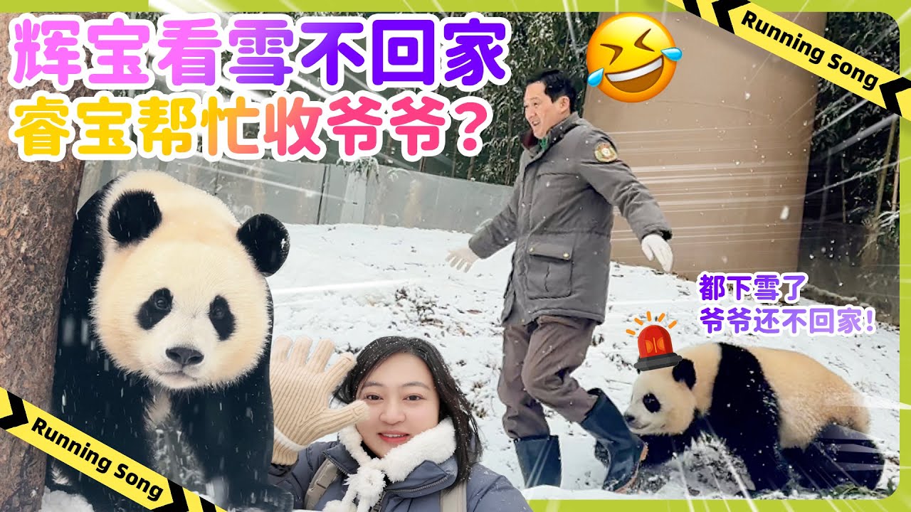🐼睿宝辉宝雪地狂欢，宋宝收不回家？爱宝乐园超美雪景#大熊貓輝寶#睿寶#樂寶#愛寶樂園 #panda #everland #후이바오 #루이바오 #cute