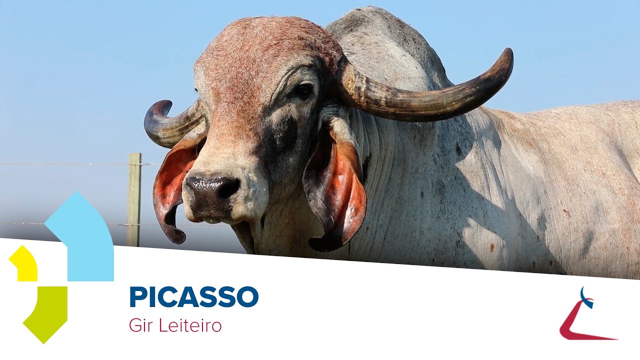 PICASSO GIR Leiteiro