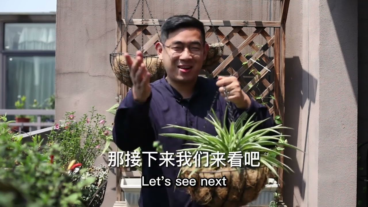 吊蘭怎麽養？園藝師教你，這可能是全網最詳細的吊蘭養護技巧