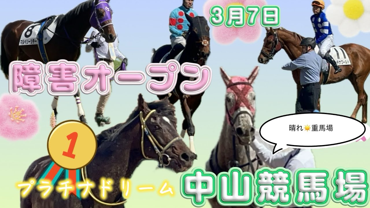 障害戦なのに飛越シーンが無い中山競馬場•障害オープン戦の様子【パドックとお馬が戻ってくるところ】