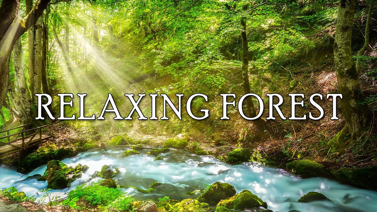 Serenity in the Woods: A Relaxing Forest Escape with Relaxing Music to Study, Unwind And Meditate