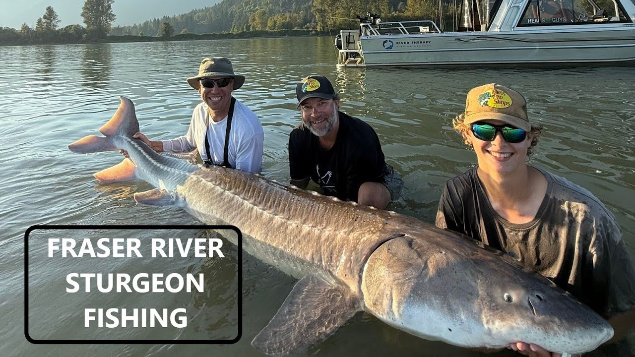 Sturgeon Fishing Fraser River BC - ACR Fishing Adventures #sturgeon #fishing