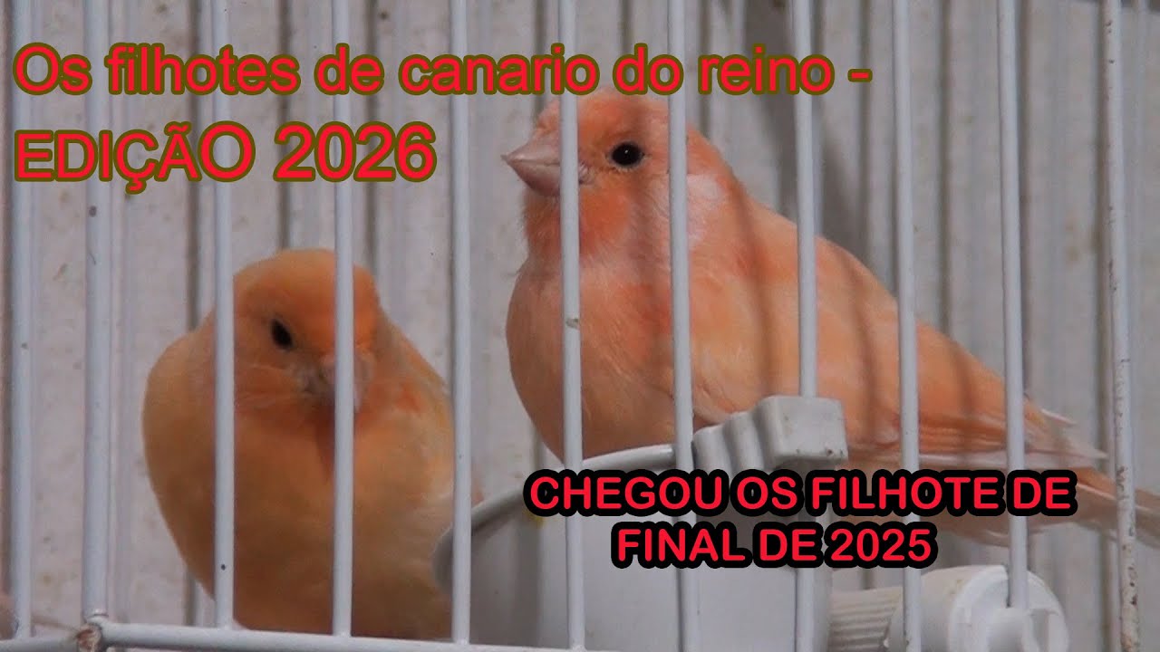 Canários e os filhote4s / edição 2026 01