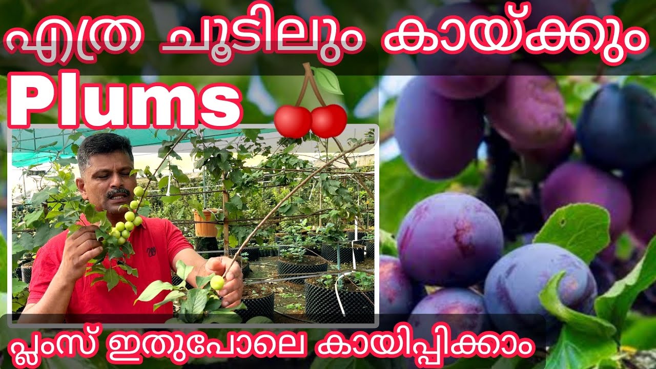 🍒 എത്ര ചൂടിലും കായ്ക്കും 🍒 Plum's / പ്ലംസ് ഇതുപോലെ കായിപ്പിക്കാം MOB:9048505848 MIRACLE FARM HOUSE