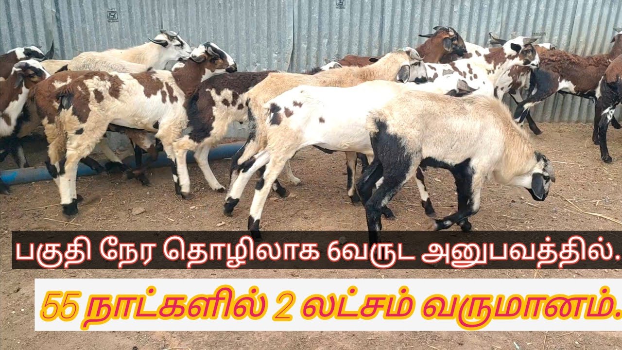 💫💢6 வருட அனுபவம் 55 நாட்களில் 84 செம்மறி ஆடு வளர்ப்பில் 2 லட்சம் வருமானம் 💫💢