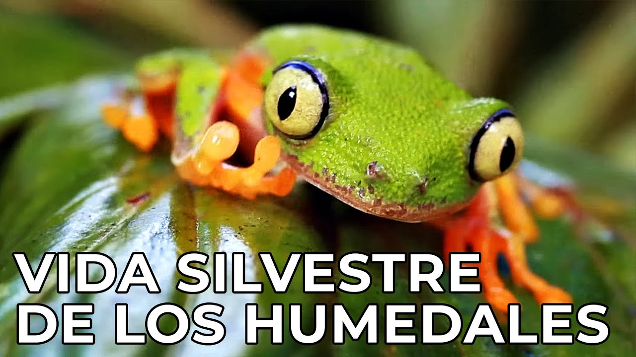 El Mundo Salvaje: Los Humedales | Free Documentary Nature -  Español