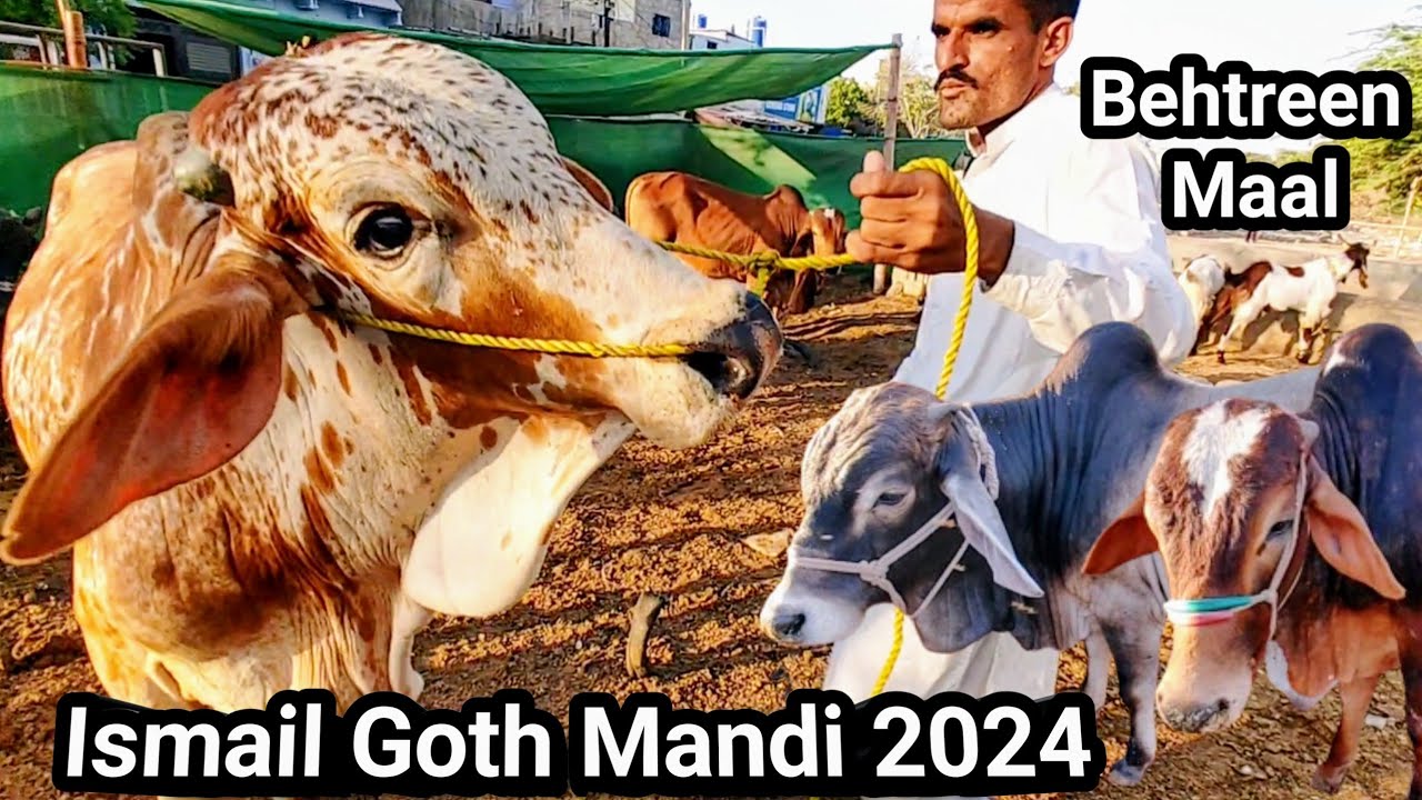 Ismail Goth Mandi Karachi Cattle Rate update 14-5-2024 | Cow mandi 2024 | Cattle Market Karachi #cow