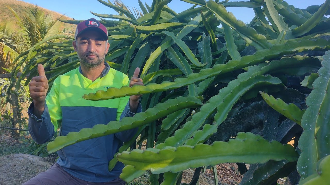 Como adubar pitaya.