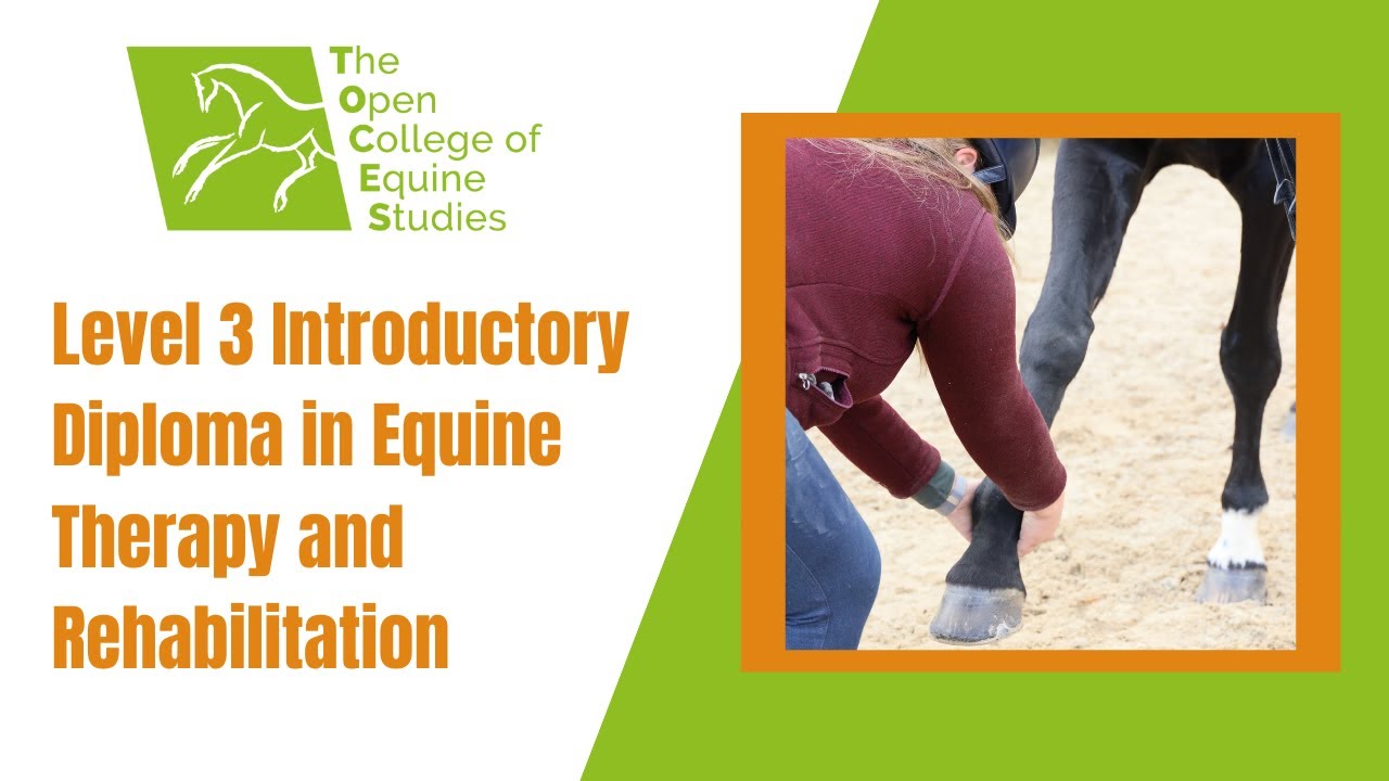 Level 3 Introductory Diploma in Equine Therapy and Rehabilitation