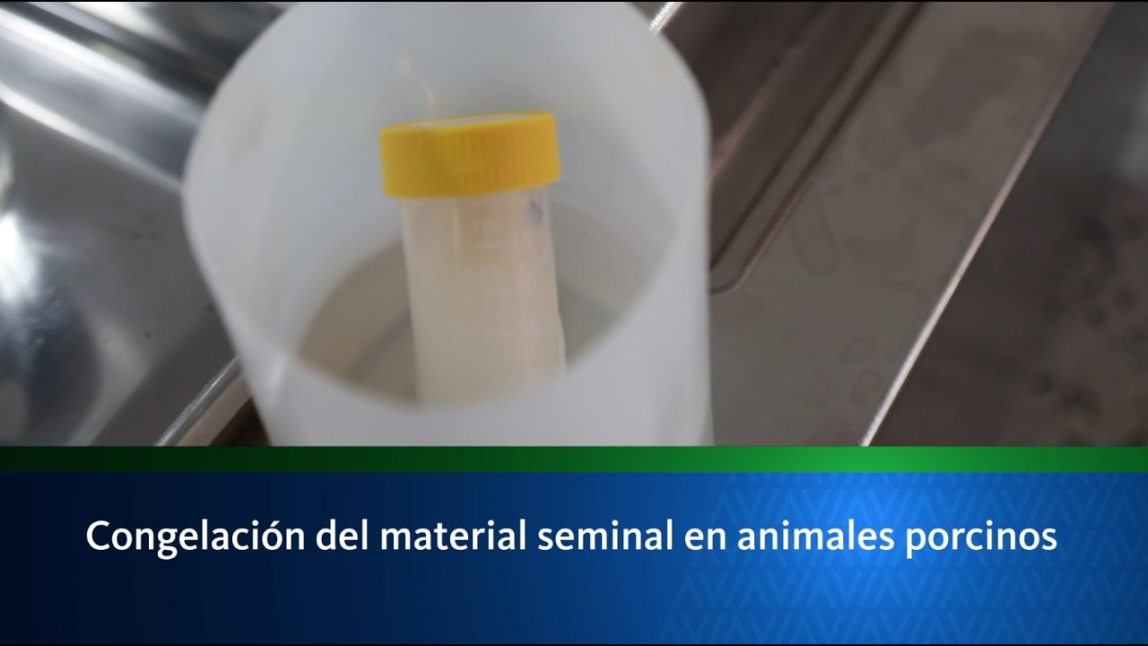 Congelación del material seminal en animales porcinos