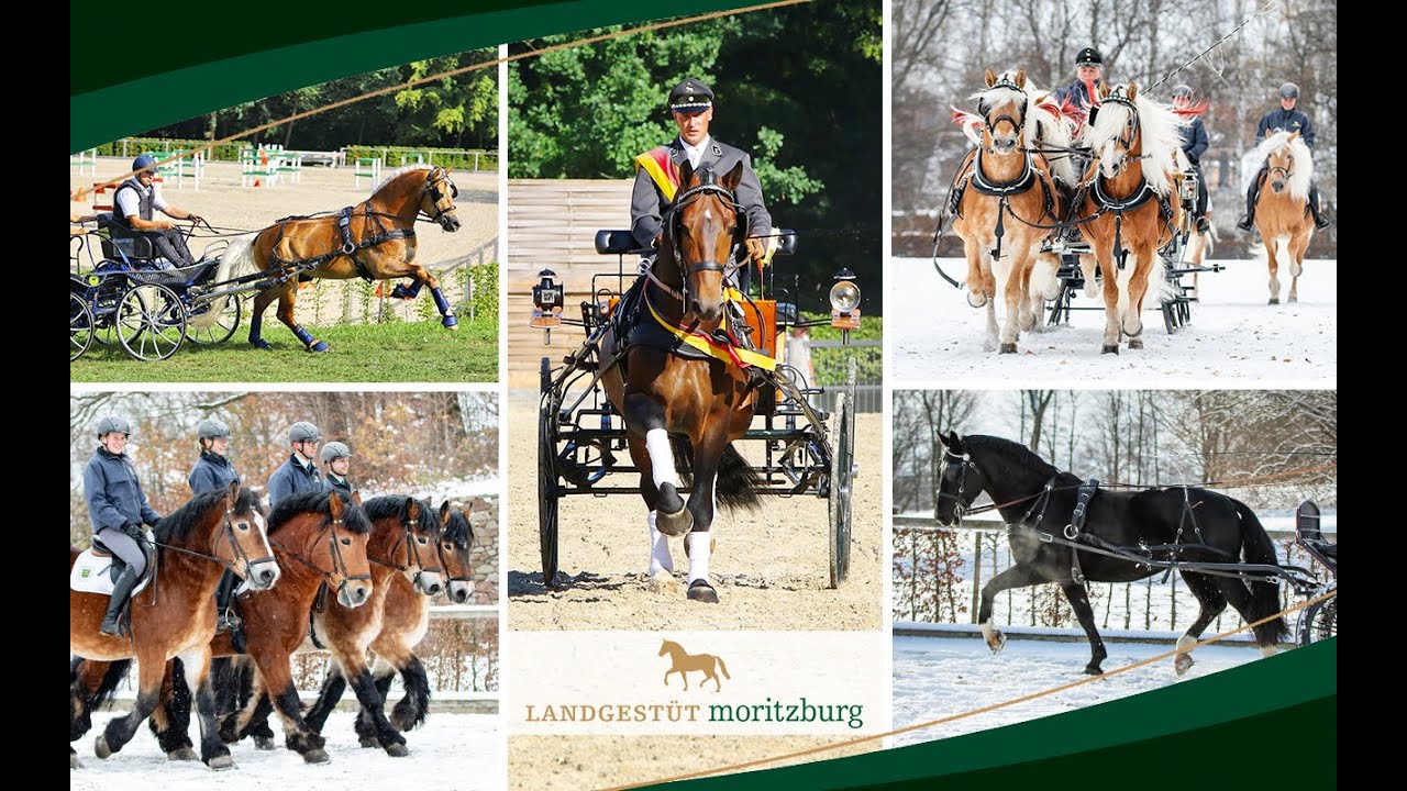 Moritzburger Hengstpräsentation 2024: Schweres Warmblut, Kaltblut, Haflinger und Edelbluthaflinger