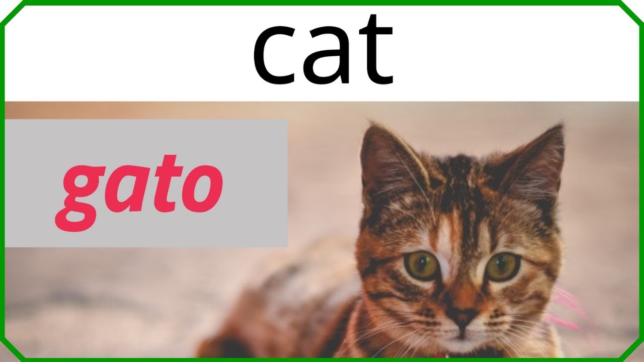 Los animales en ingles y español con su pronunciación [Practica de vocabulario en inglés # 4]
