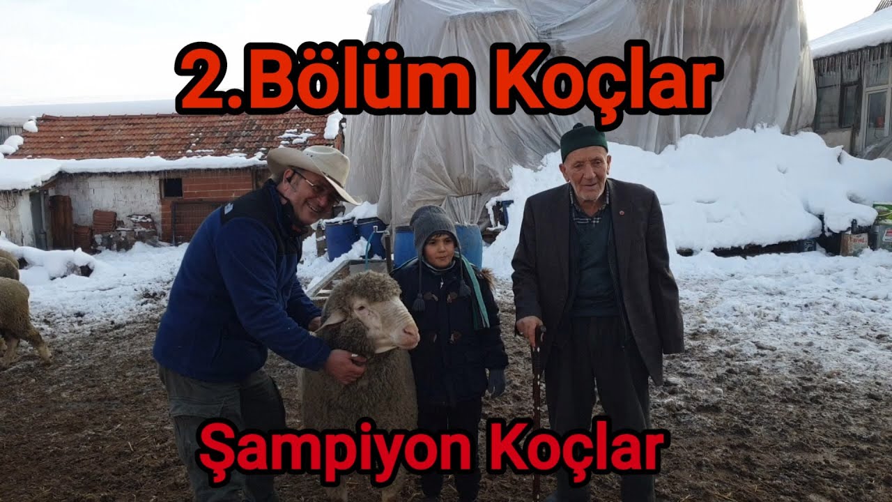 ŞAMPİYON KOÇLAR KARACABEY MERİNOSU | 2.  BÖLÜM | KAYMAKAM KOYUNCULUK