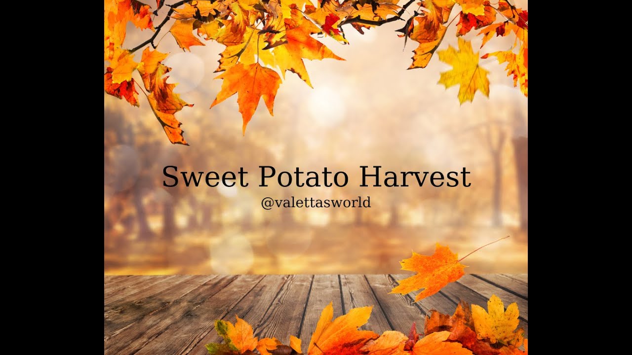 Life After Retirement & Gastric Bypass / My First Sweet Potato Harvest First Time Gardner
