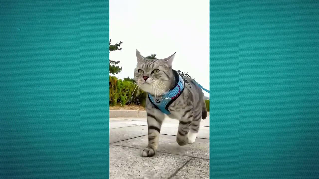 😂😸 Смеюсь до упаду: Лучшая подборка кошачьих неудач, которую вы когда-либо видели! 😂😸