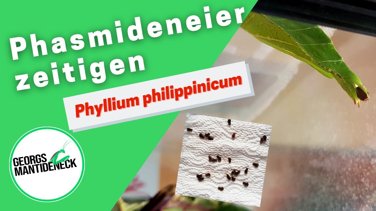 Phasmideneier richtig zeitigen - Phyllium philippinicum (Kleines Wandelndes Blatt)