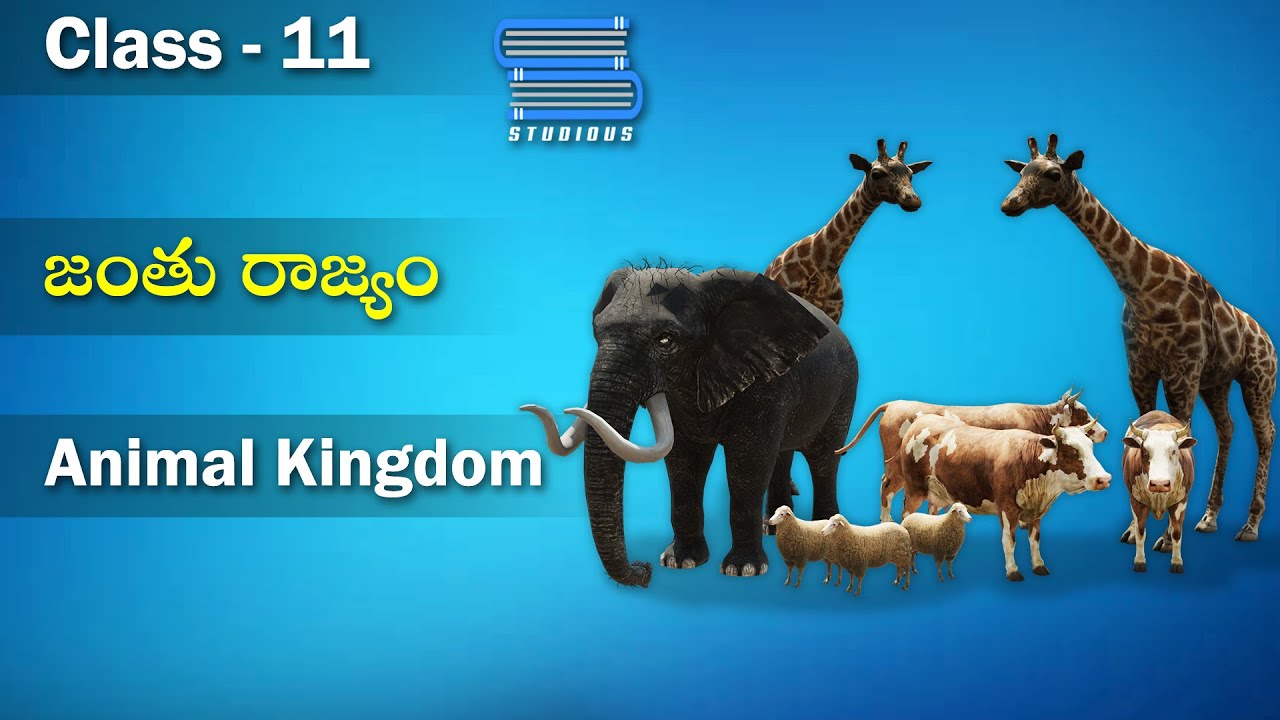 జంతురాజ్యం - Animal Kingdom | Biology Telugu | Class 11 Telugu | Bipc Telugu | Inter 1 year