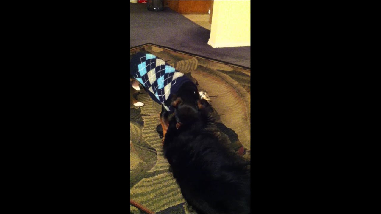 Luna and Schwazie- the cutest dogs in the world