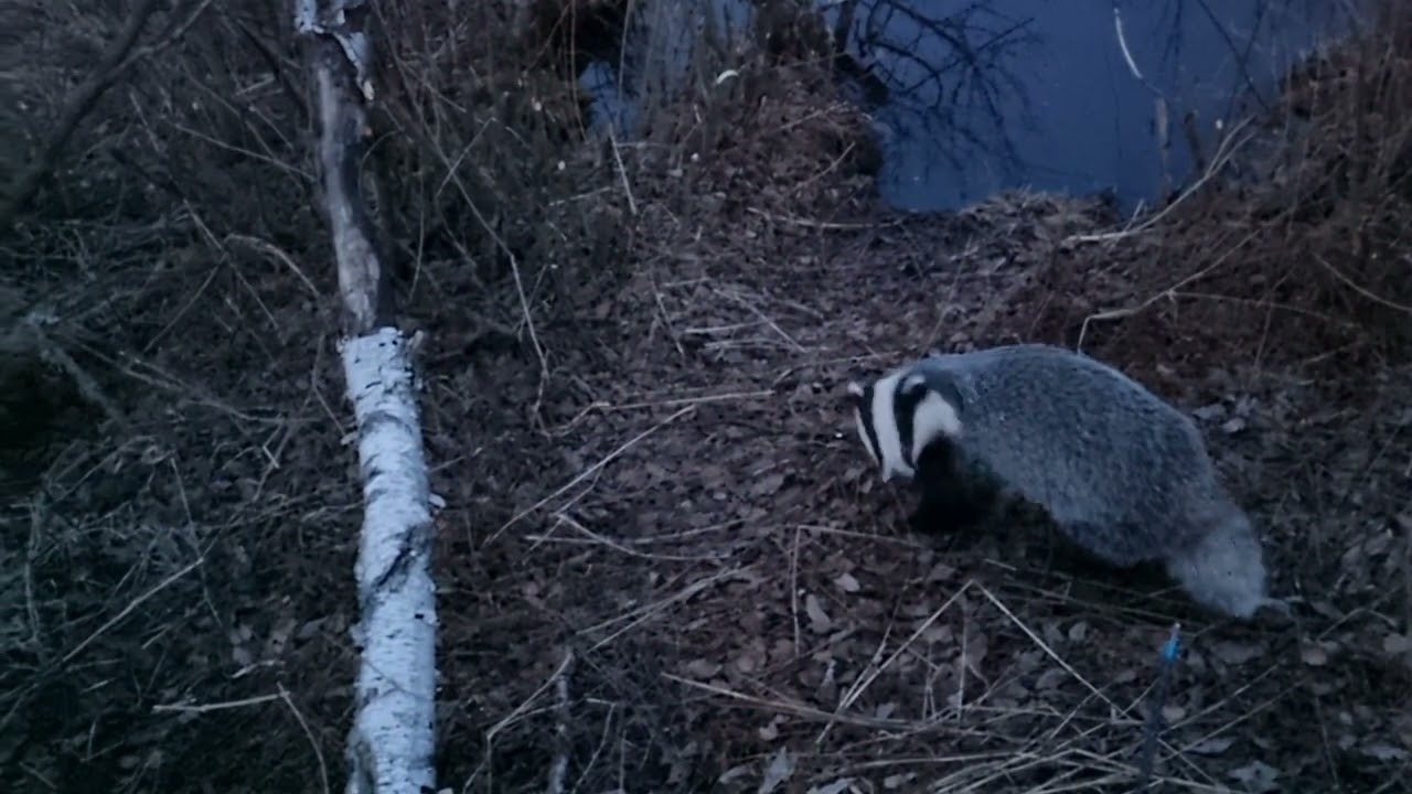 Curious badger (meles meles)