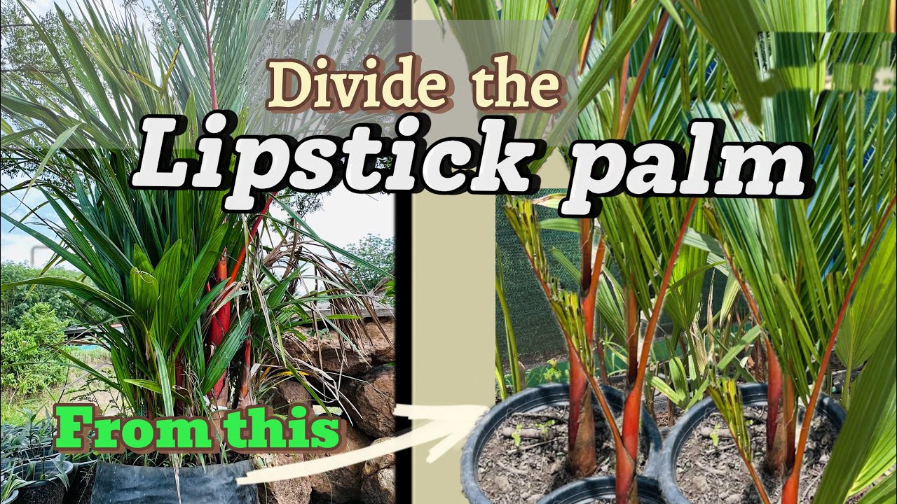 How we multiply 1 palm bought from nursery into 30