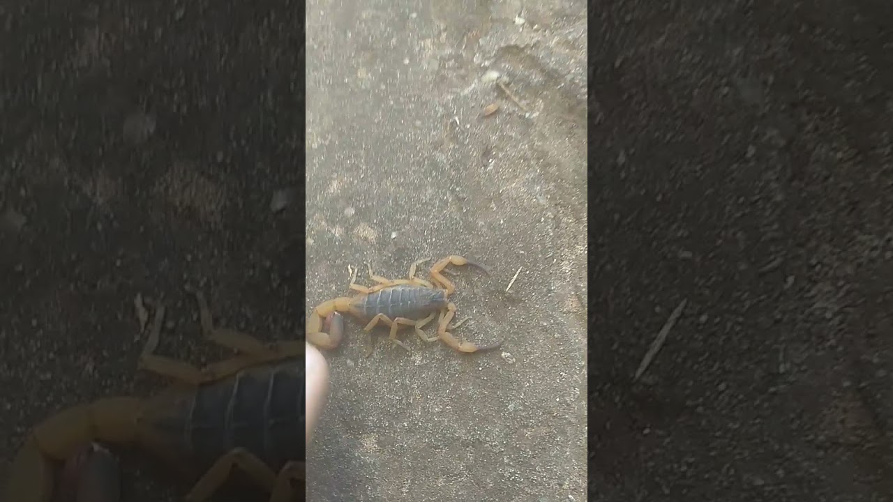 escorpi&atilde;o picando dedo