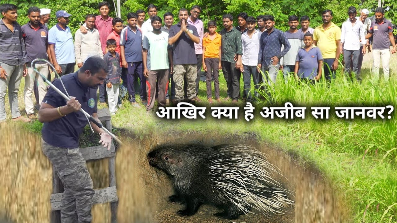 पहली बार अजीब से जानवर का रेस्क्यू ऑपरेशन, देखिए काटे मारने वाले जानवर का असली सच